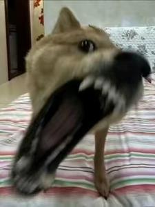 富贵动画